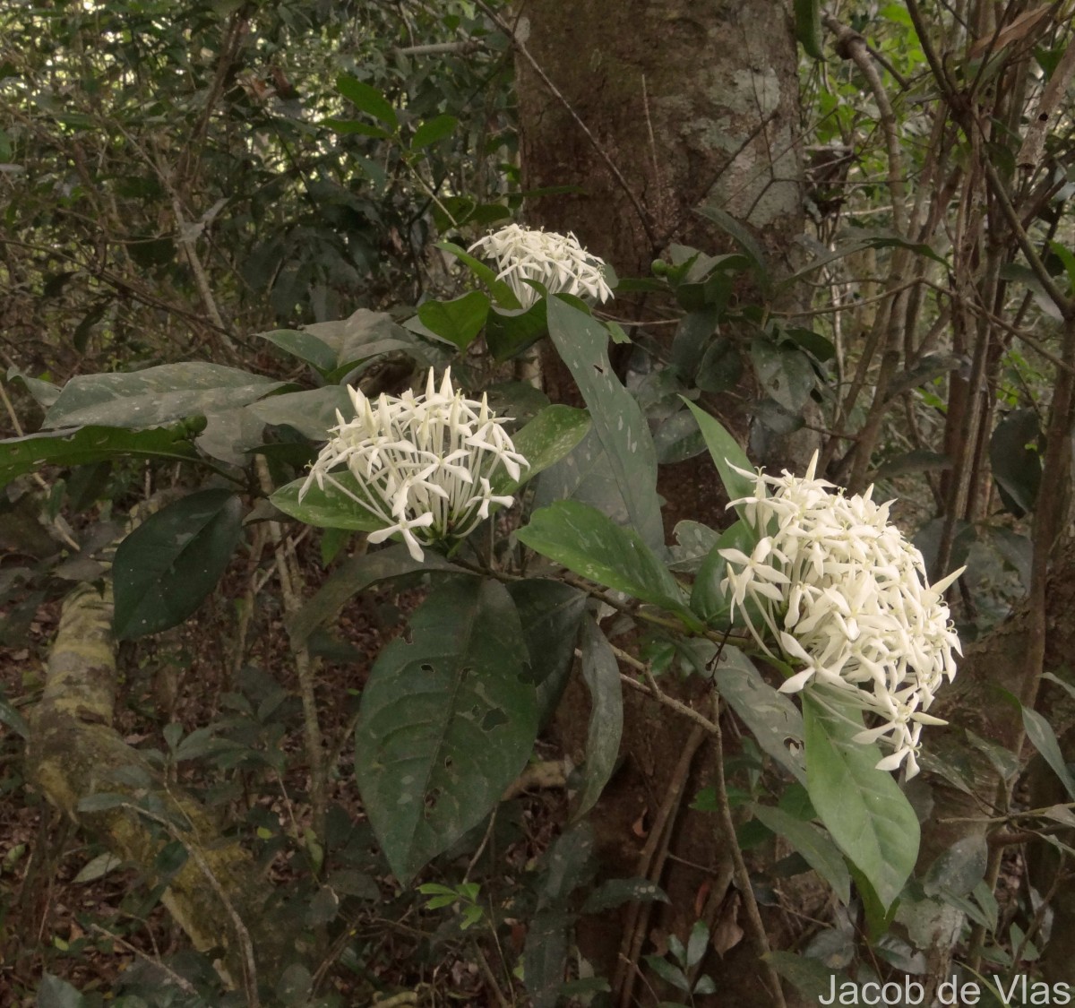 Ixora thwaitesii Hook.f.